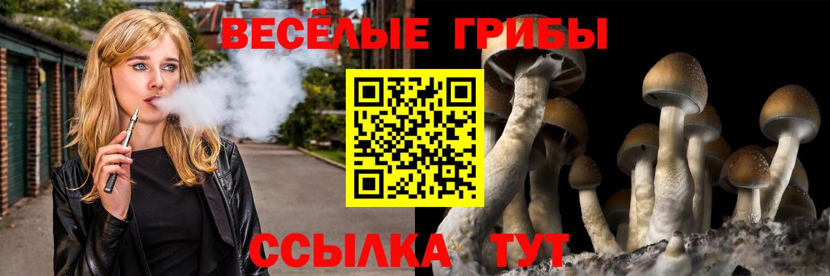 Галлюциногенные грибы Psilocybe  сколько стоит  Тара  Вход с VPN 